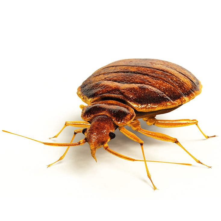 Bed Bug Control in St James