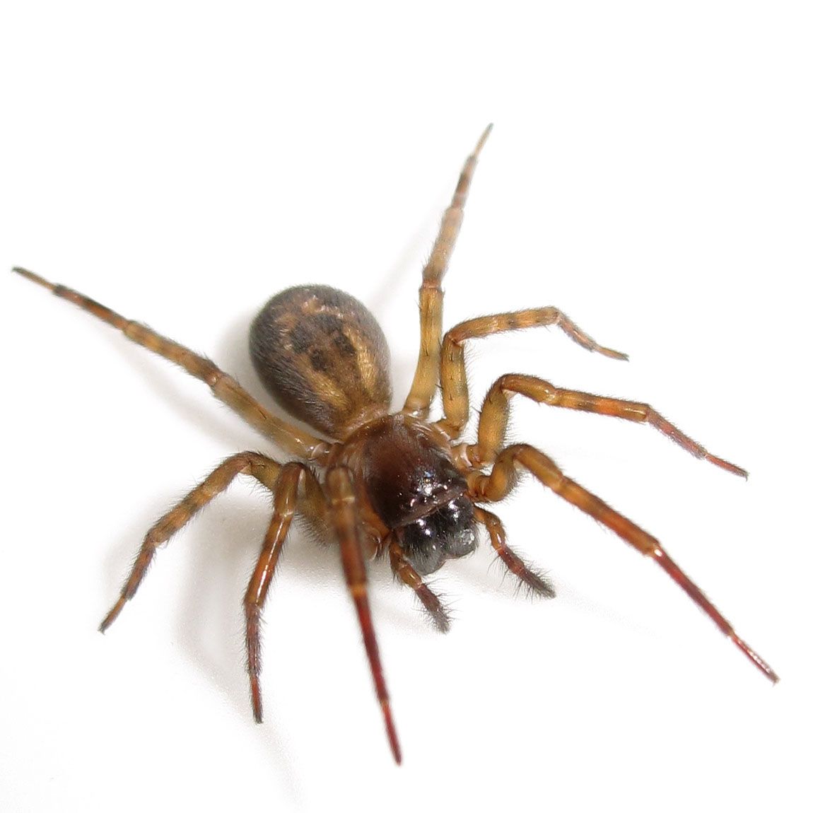Spider Control: a Cape Town guide